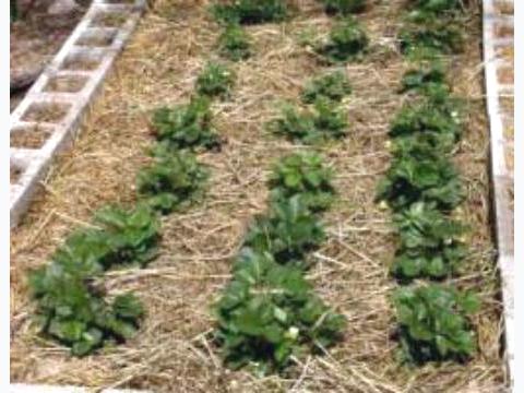 تعز: الأمن يضبط 1400 شتلة حشيش مزروعة محلياً