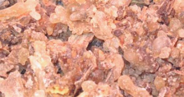 اللبان اليمنى يستخدم في صناعة العطور