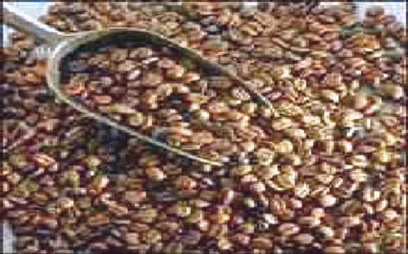 اليمن يحتل المركز الاول بين الدول المصدره للبن العالي الجودة