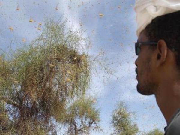 الجراد تكبد اليمن خسائر بنحو 1.3 مليار دولار