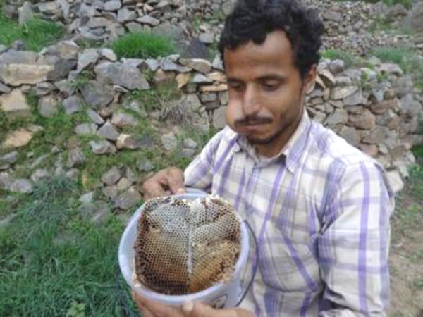 فؤاد الورد.. صديق النحل يصبر على تربيتها