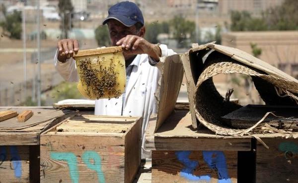 "الحرب" و"الجفاف" يلسعان النحل في اليمن