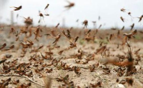 مأرب: إنجاز 40 بالمائة من حملة مكافحة الجراد بمديرية حريب