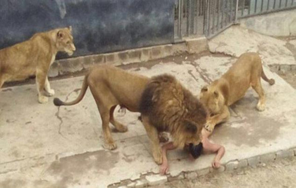 شاب يحاول الانتحار بإلقاء نفسه في حديقة أسود.. وخرج حياً