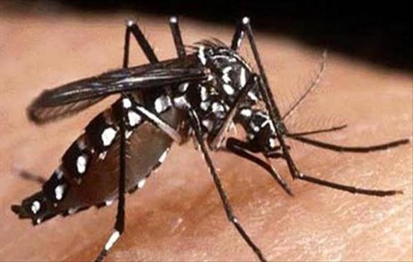 تدشين حملة مكافحة حمى الضنك في 5 مديريات بشبوة