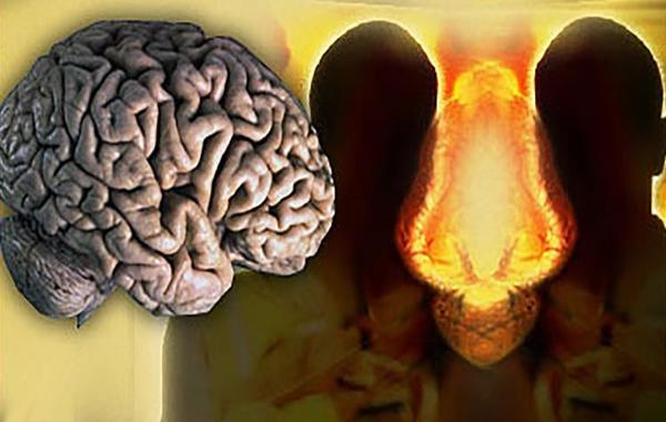 التوتر المزمن يغير بنية الدماغ المسؤولة عن العواطف