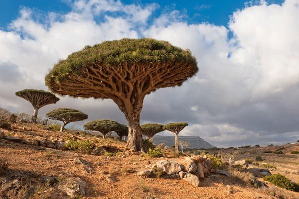 الثقافة تقر استئناف مهرجان الشعر السقطري نوفمبر القادم