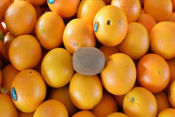 دارسة: الجزر والبرتقال والطماطم تقي من سرطان الرئة