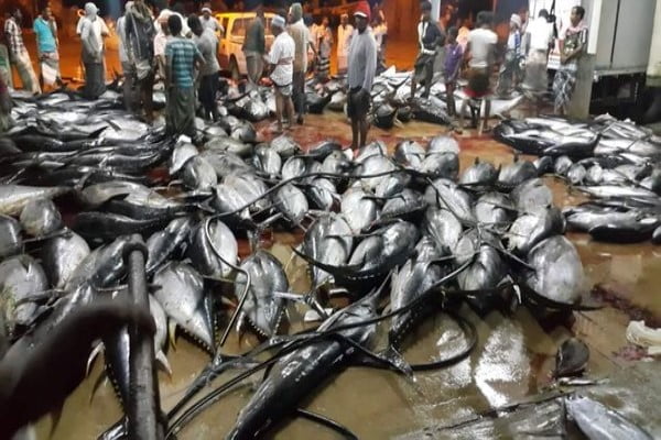 مليار و39 مليون ريال قيمة صادرات البصل والأسماك لشهر فبراير