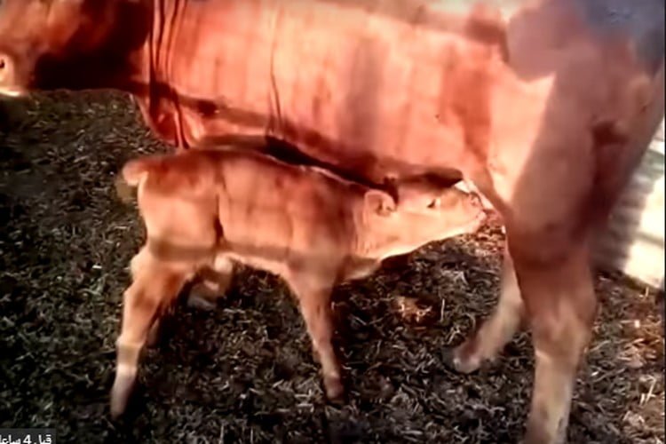 ولادة بقرة حمراء في إسرائيل تنذر باقتراب نهاية العالم.. فيديو