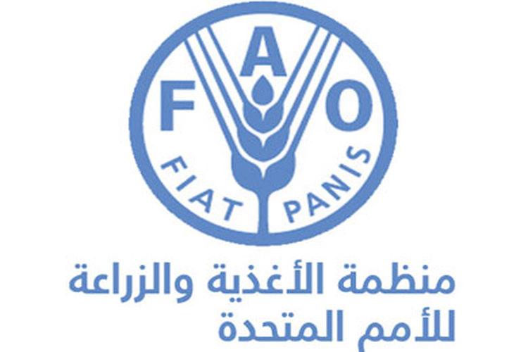 الفاو تستعد لتحصين 8.5 مليون رأس غنم في اليمن