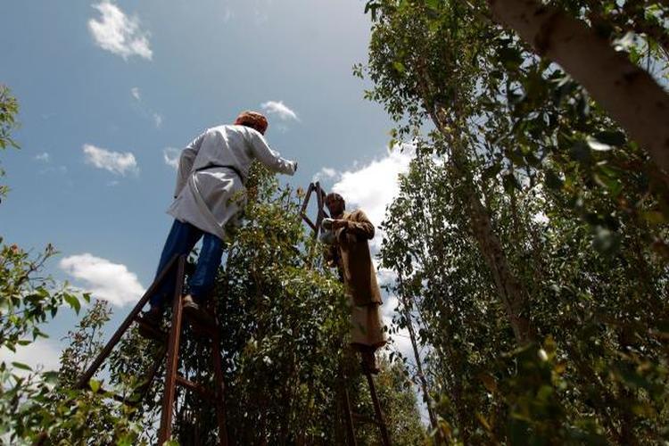 أسمدة ومبيدات زراعية مهربة تهدّد حياة اليمنيين