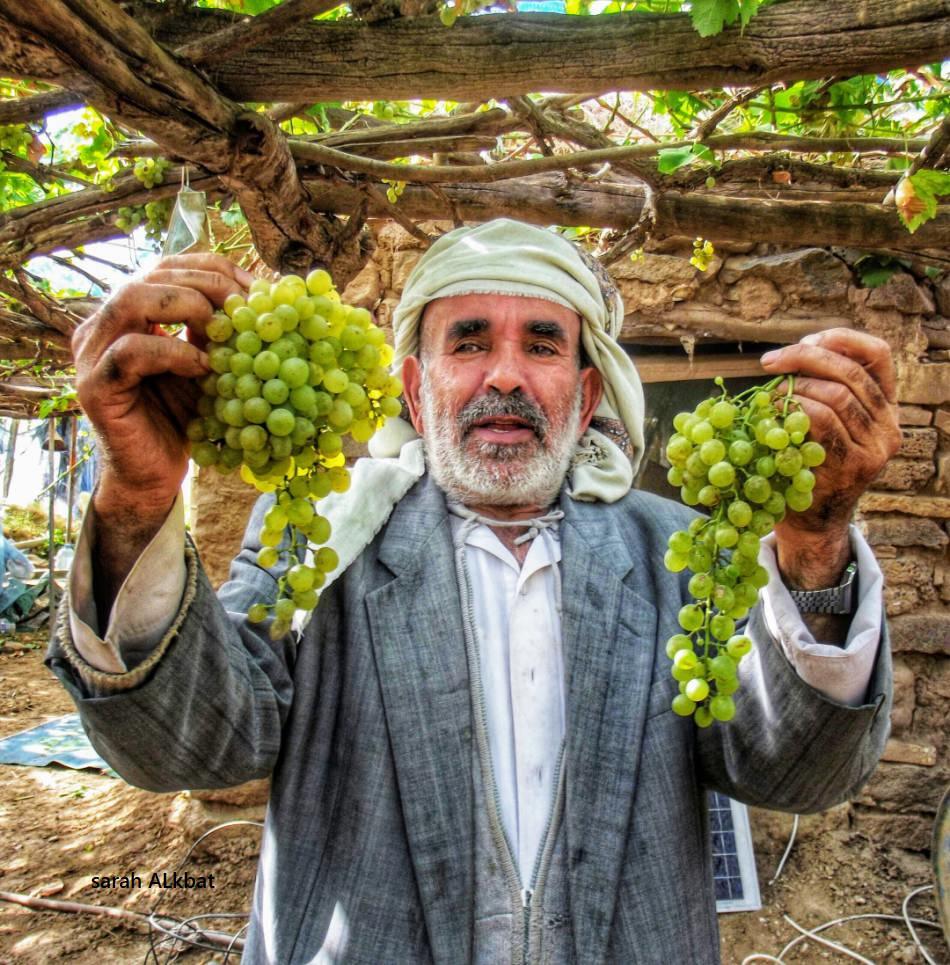 زراعة العنب اليمني تكاد تختفي في أهم معاقلها.. تقرير خاص