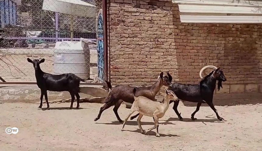حيوانات مهددة في اليمن من النمر إلى الوعل: الحرب والإهمال وعدوانية الإنسان