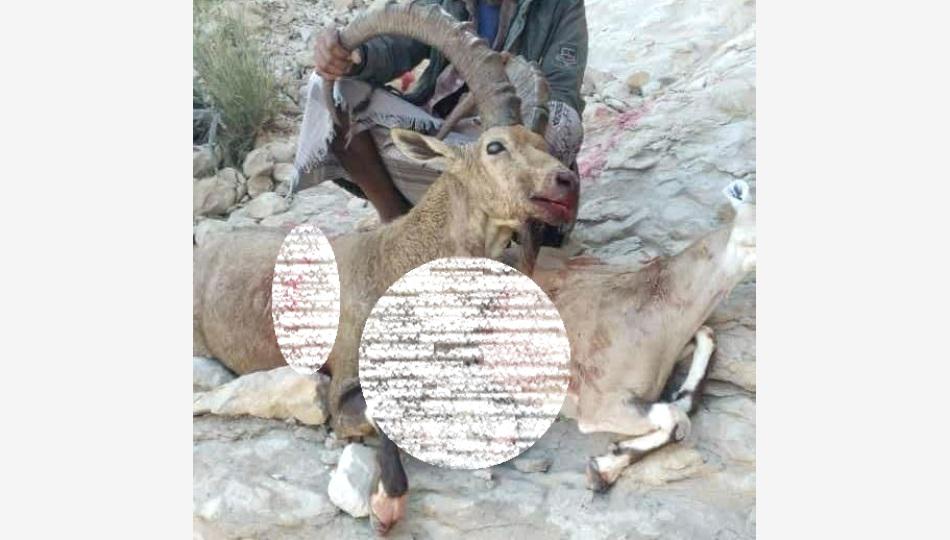 اصطياد الحيوانات البرية في اليمن: إحياء التراث بألة الحداثة القاتلة